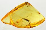 Detailed Fossil Spider (Araneae) In Baltic Amber #372554-1